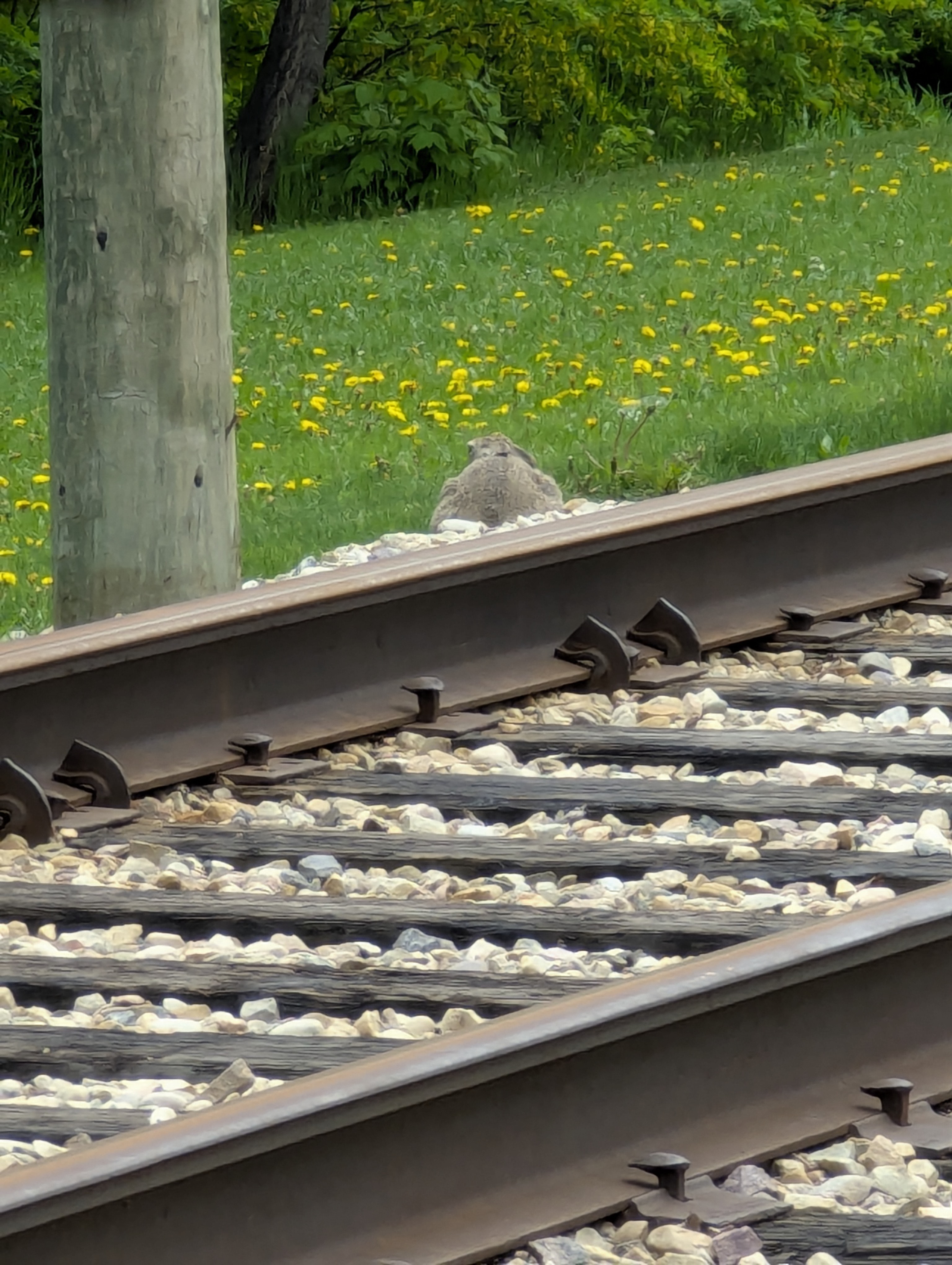 Birthday Trip to Canada, Rabbit, Edmonton